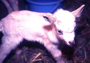 リバーサルフィルムをデータ化してみた③～ヤギの親子～