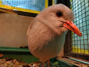 カグー、まるくなる。