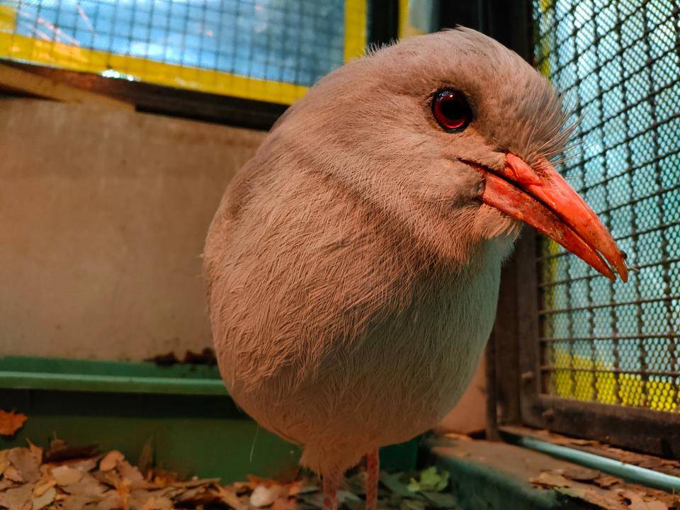 カグー、まるくなる。の写真