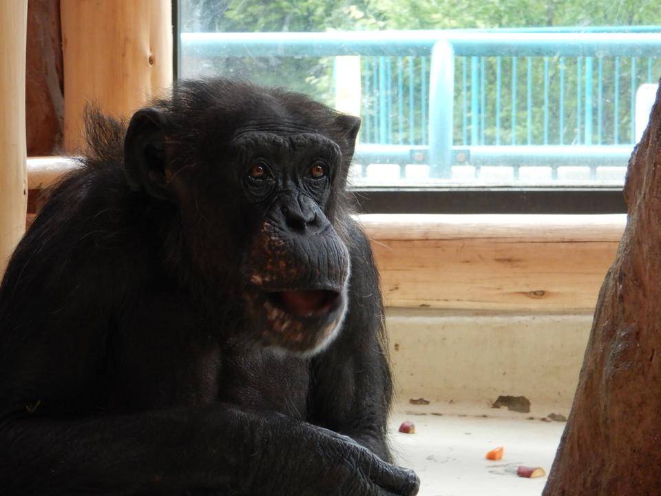 ピーコさん、来園55周年を迎えましたの写真