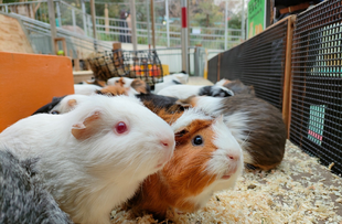 モルモットのお名前~○○シリーズ編①~