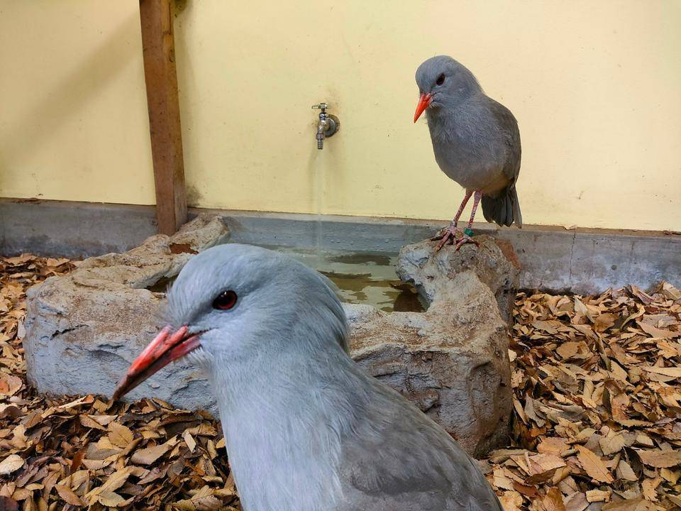 帰ってきた、カグー!!の写真