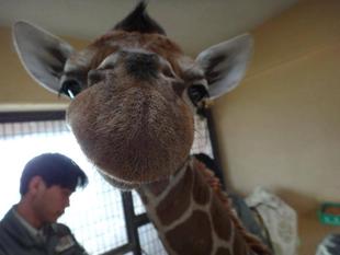 「そら」がもうすぐ10歳になります