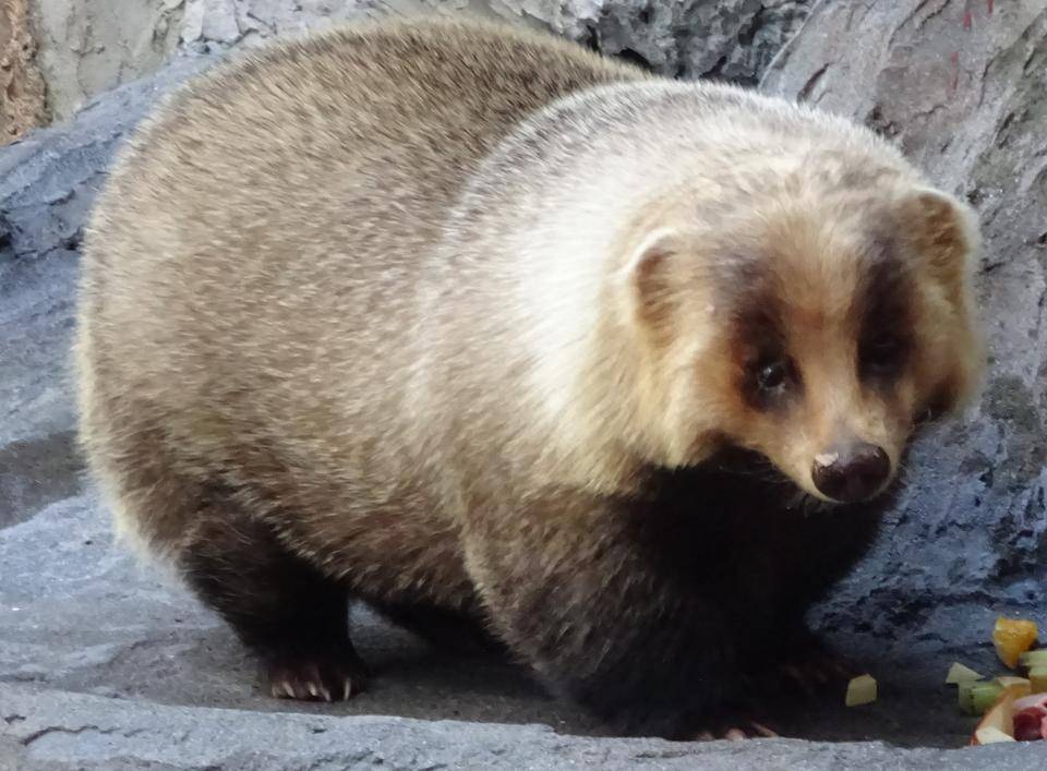 冬のアナグマの写真