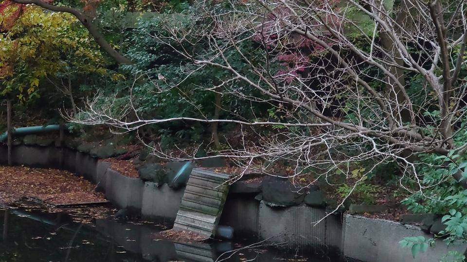 ともだち?それとも......の写真
