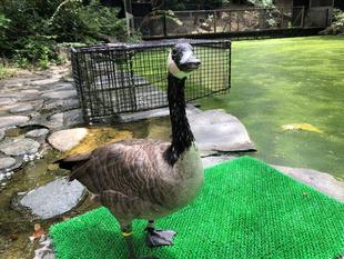 大池に異変が...！！