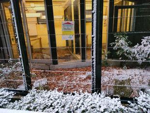 カグーときどき雪