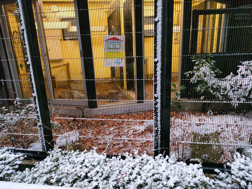 カグーときどき雪の写真