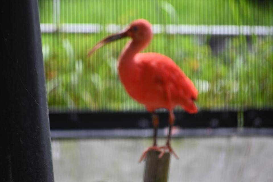 フラミンゴじゃないよ!の写真