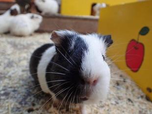 モルモットのお名前~○○シリーズ編②~