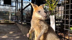 マイナーチェンジ