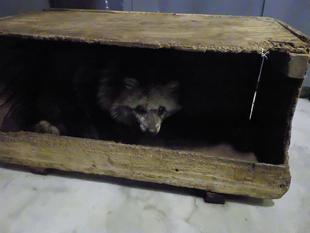 入院いちばん乗りはだあれ？