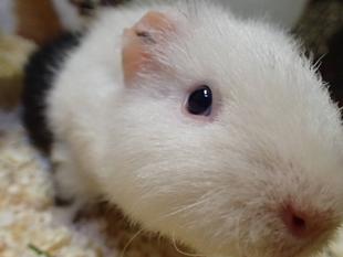 モルモットのお名前~○○シリーズ編③~