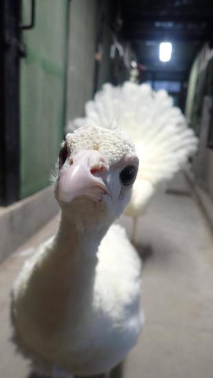 写真が撮れない