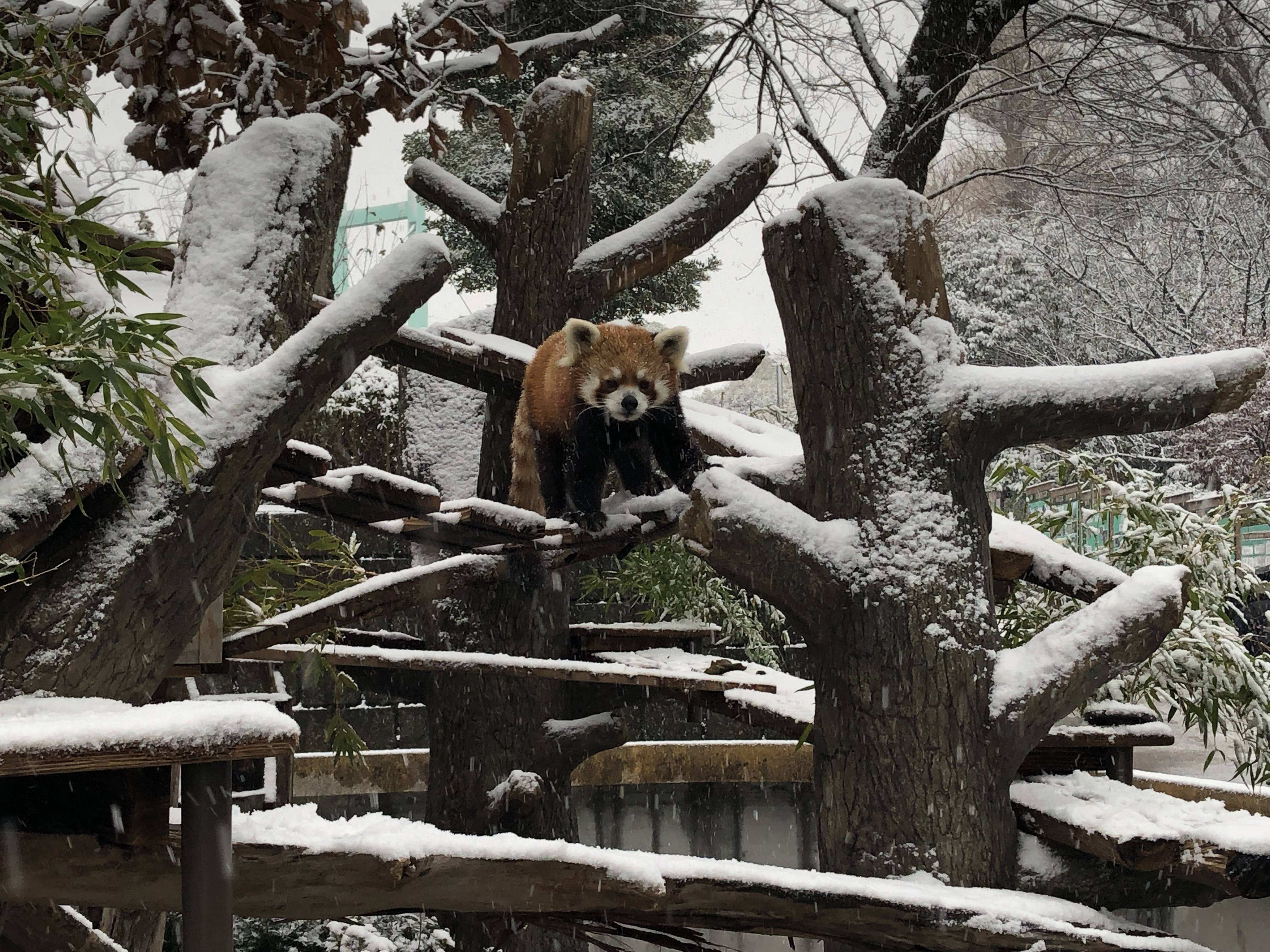 イチゴと雪の思い出の写真