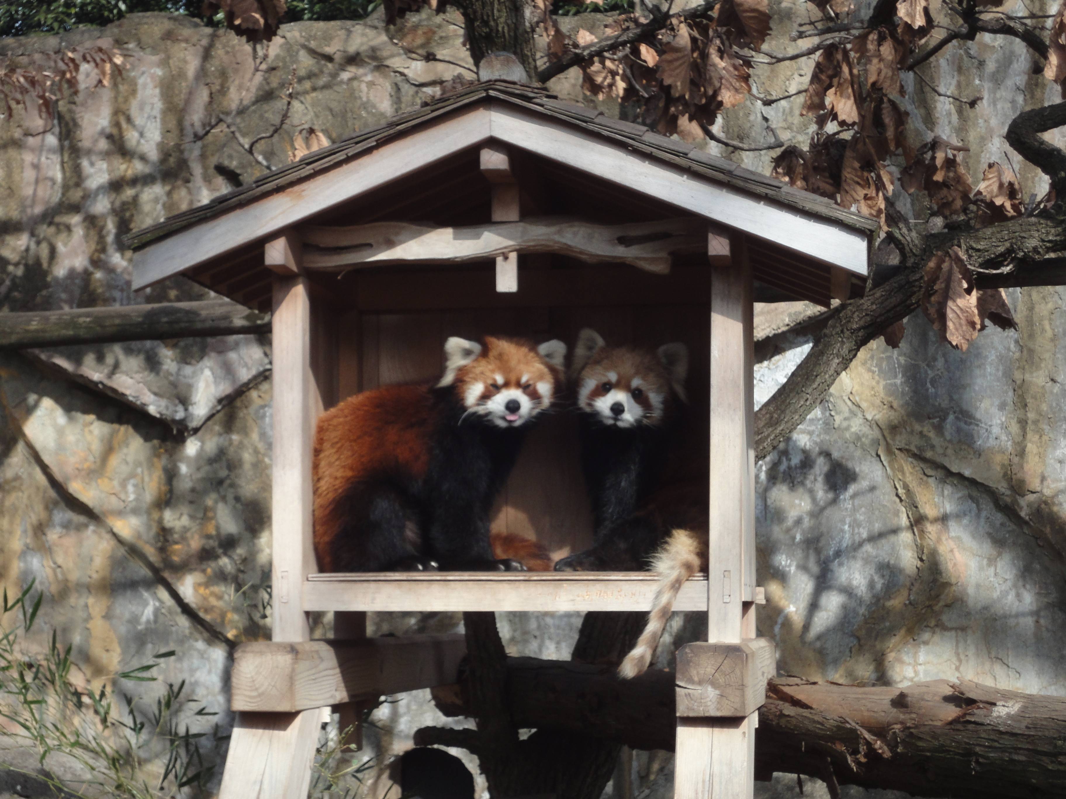 野毛山レッサーパンダヒストリー③~平成・後編~の写真