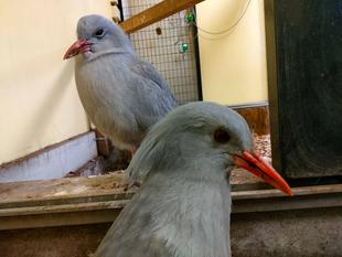 眠気とたたかうムラリン