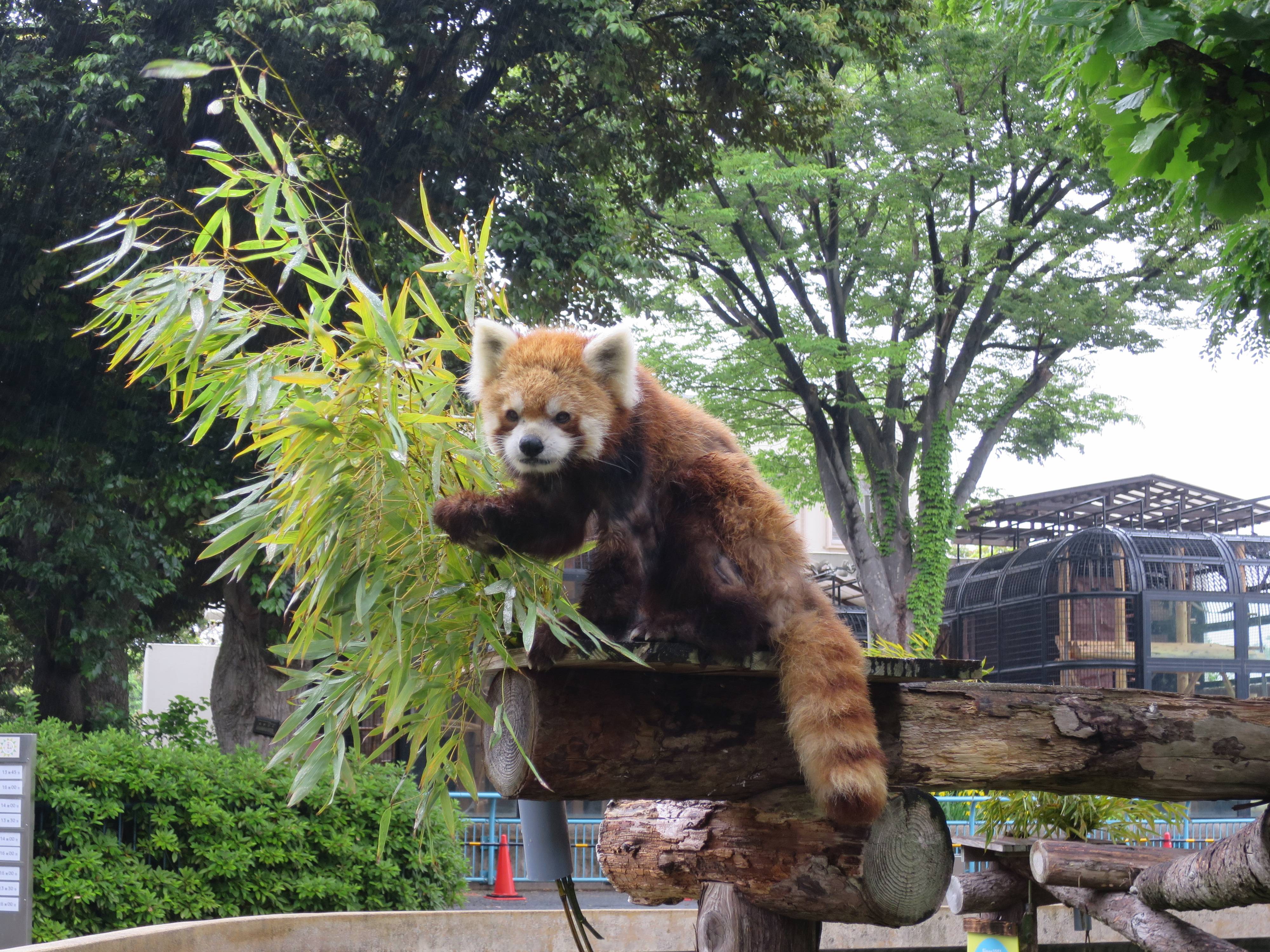突然のお別れの写真