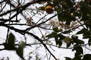 基準木のライオン前の桜が開花しました（2022年3月21日）