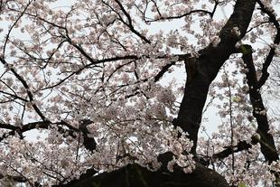 キリンと桜（2022年3月31日）