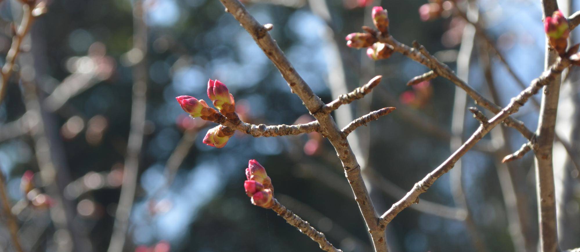 今年も桜のブログを開始します(2022年3月3日)の写真