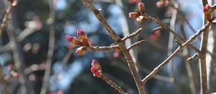 今年も桜のブログを開始します(2022年3月3日)