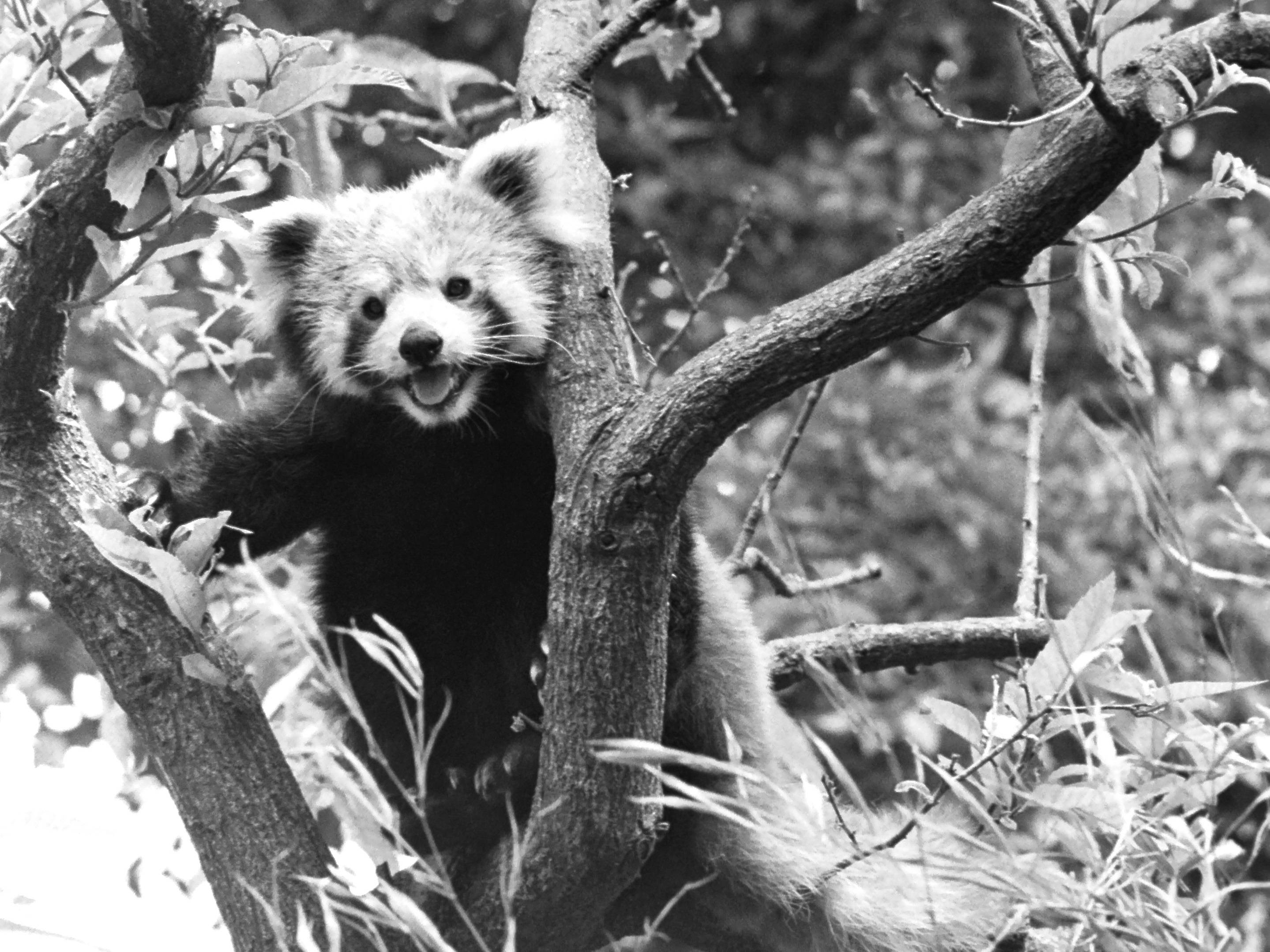 野毛山レッサーパンダヒストリー①~昭和編~の写真