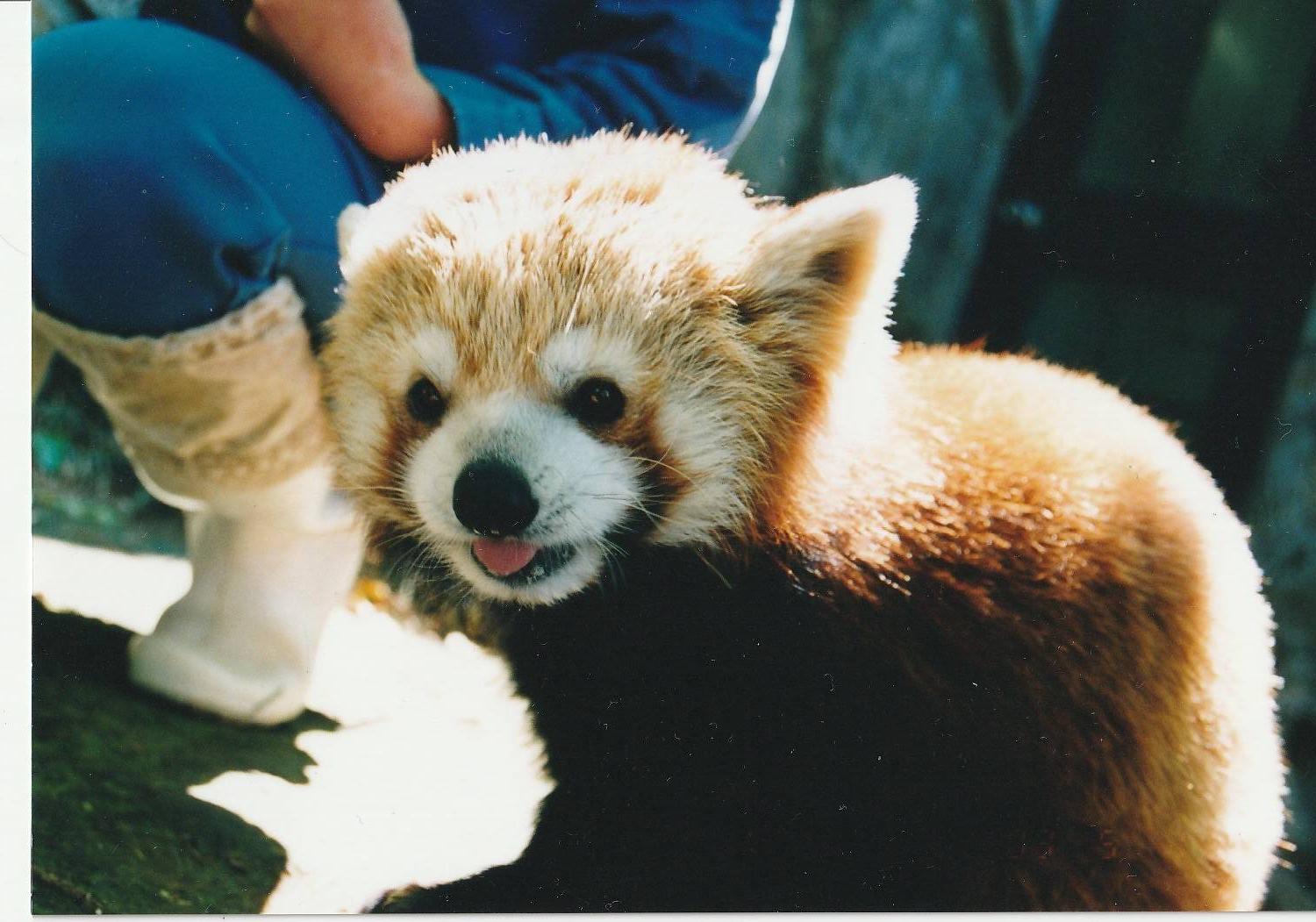 野毛山レッサーパンダヒストリー②~平成・前編~の写真