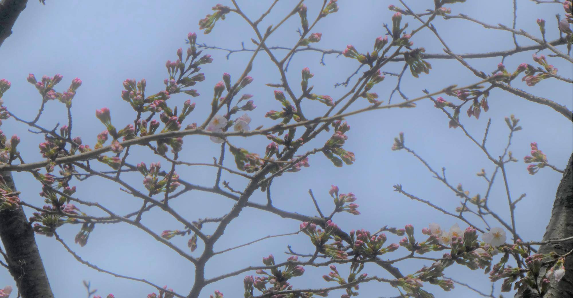 基準木のライオン前の桜、つぼみがピンク色になりました(2022年3月19日)の写真