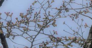 基準木のライオン前の桜、つぼみがピンク色になりました（2022年3月19日）