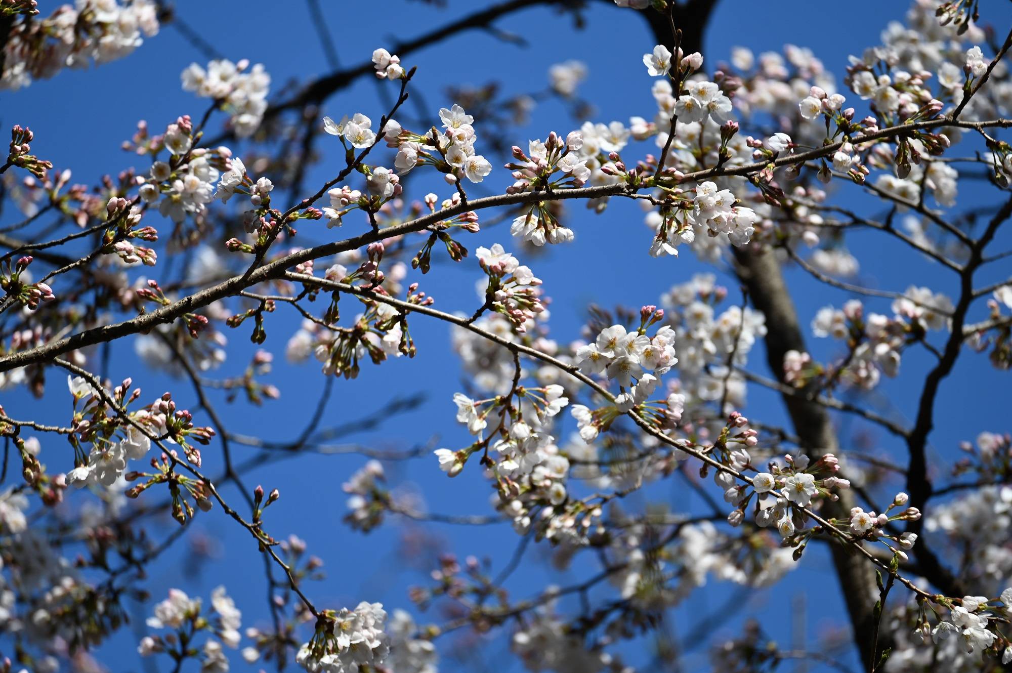 大池前の桜も開花しています(2022年3月24日)の写真