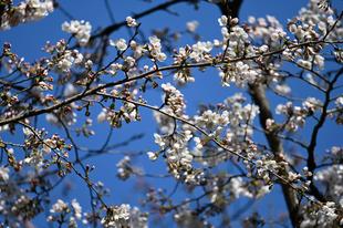 大池前の桜も開花しています（2022年3月24日）