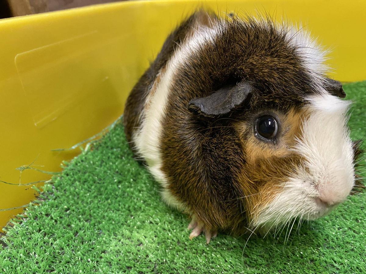 ad479fa225e273a7a14fd70f32fb94