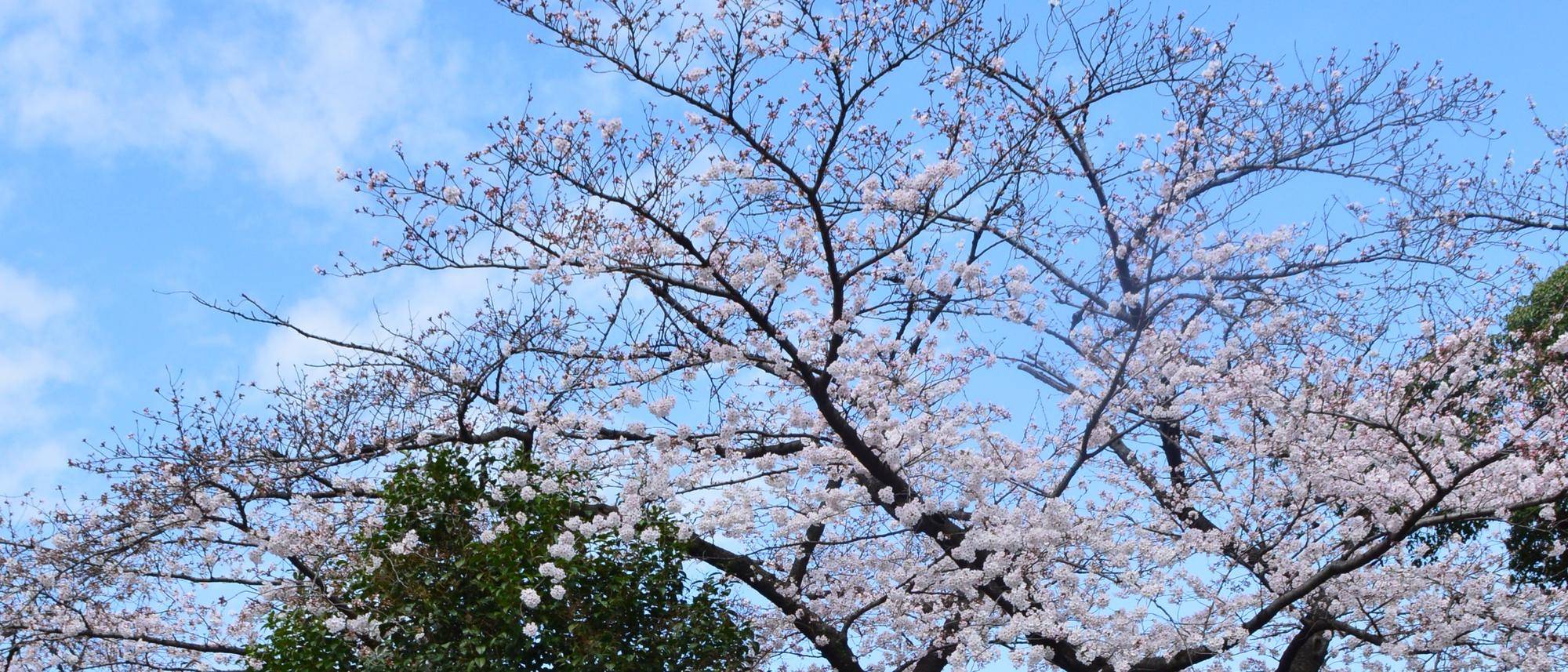 ダチョウと桜でパチリッ(2022年3月28日)の写真