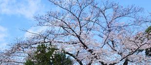 ダチョウと桜でパチリッ（2022年3月28日）