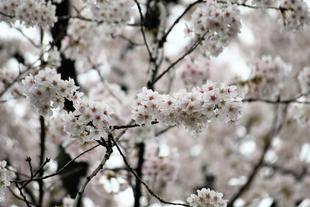 あっという間に満開のソメイヨシノ（2022年3月29日）