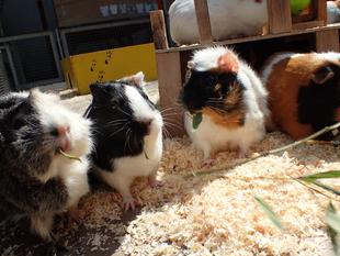 モルモットのお名前~○○シリーズ編④~