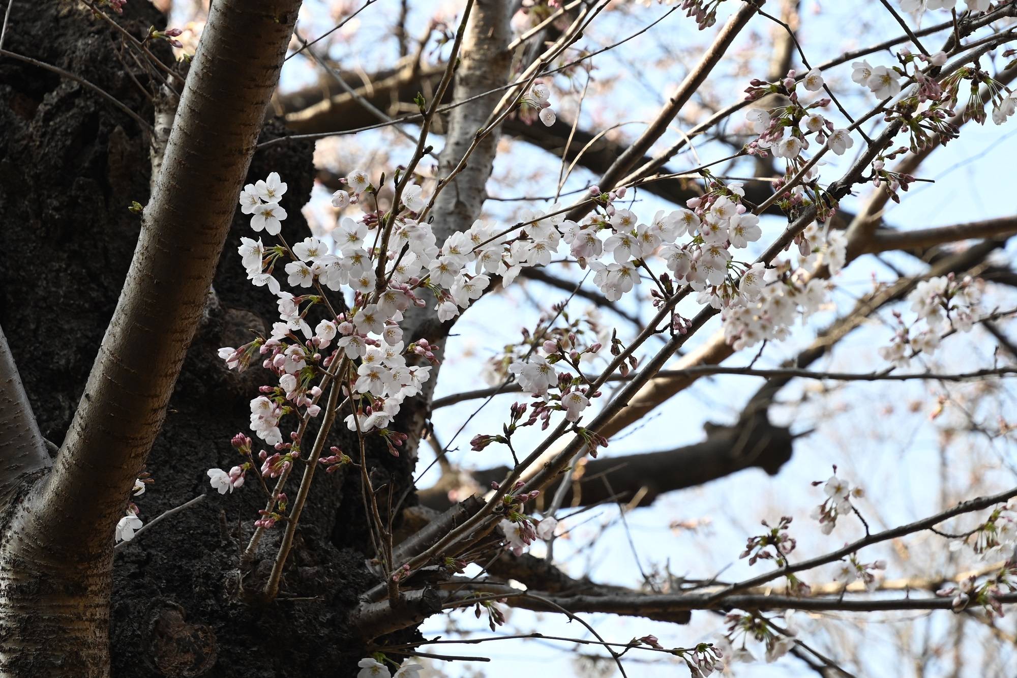 キリン前の桜も開花しています(2022年3月25日)の写真