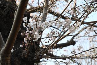 キリン前の桜も開花しています（2022年3月25日）