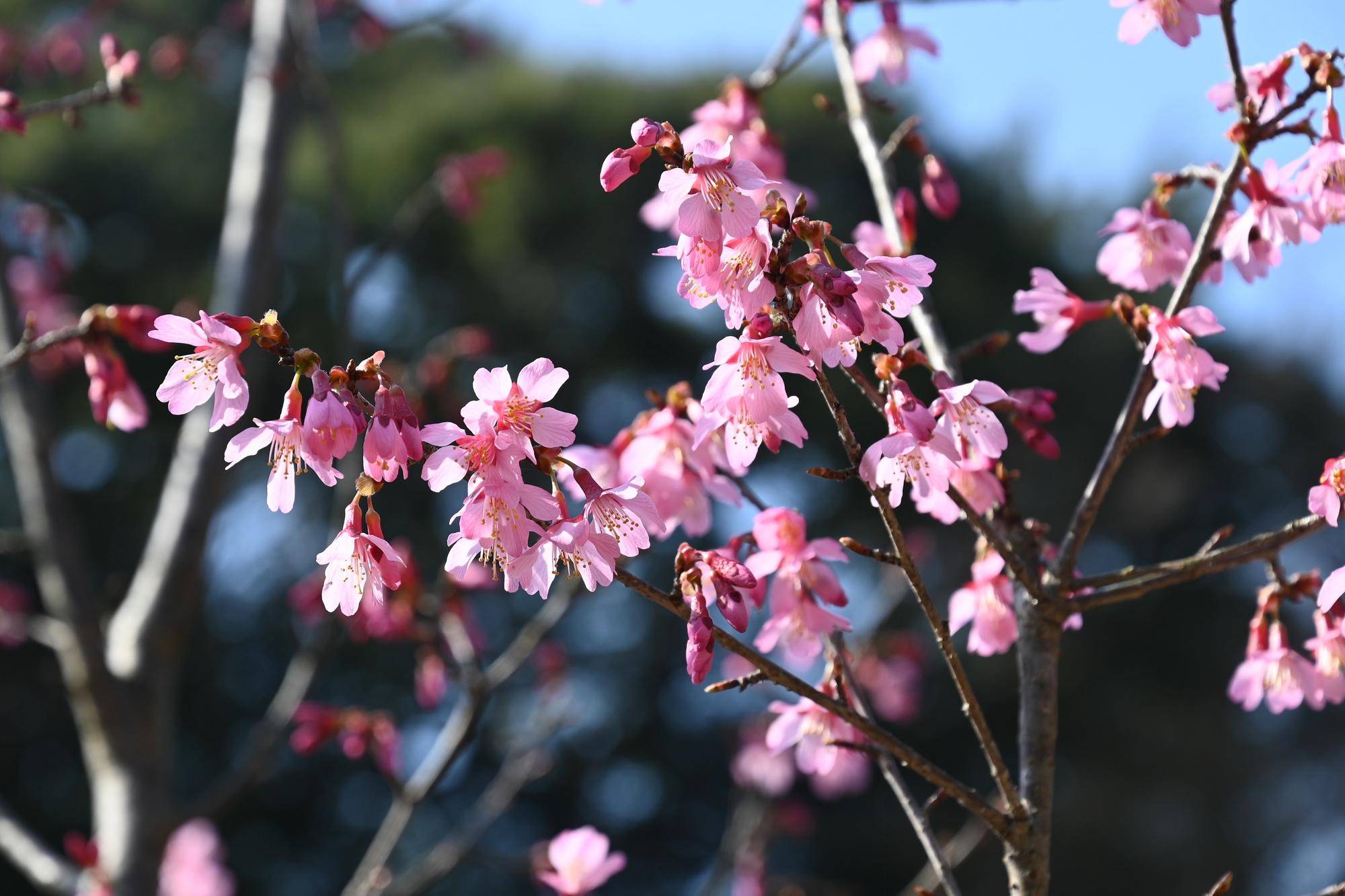 園内のオカメザクラが開花しました(2022年3月11日)の写真