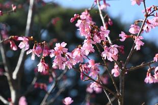園内のオカメザクラが開花しました(2022年3月11日)