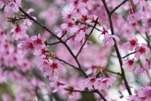 園内のオカメザクラは満開です(2022年3月15日)