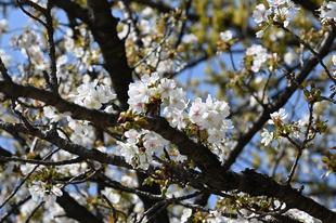 八重桜・山桜が見頃です。（2022年4月９日）