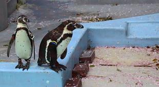 動物園内の桜散り始めています。（2022年４月５日）