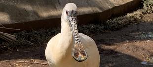 バードケージの繁殖期　～食欲編～