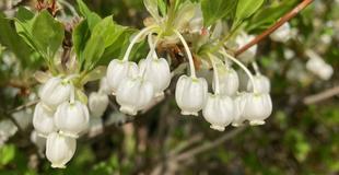 春の花（2022年4月12日）