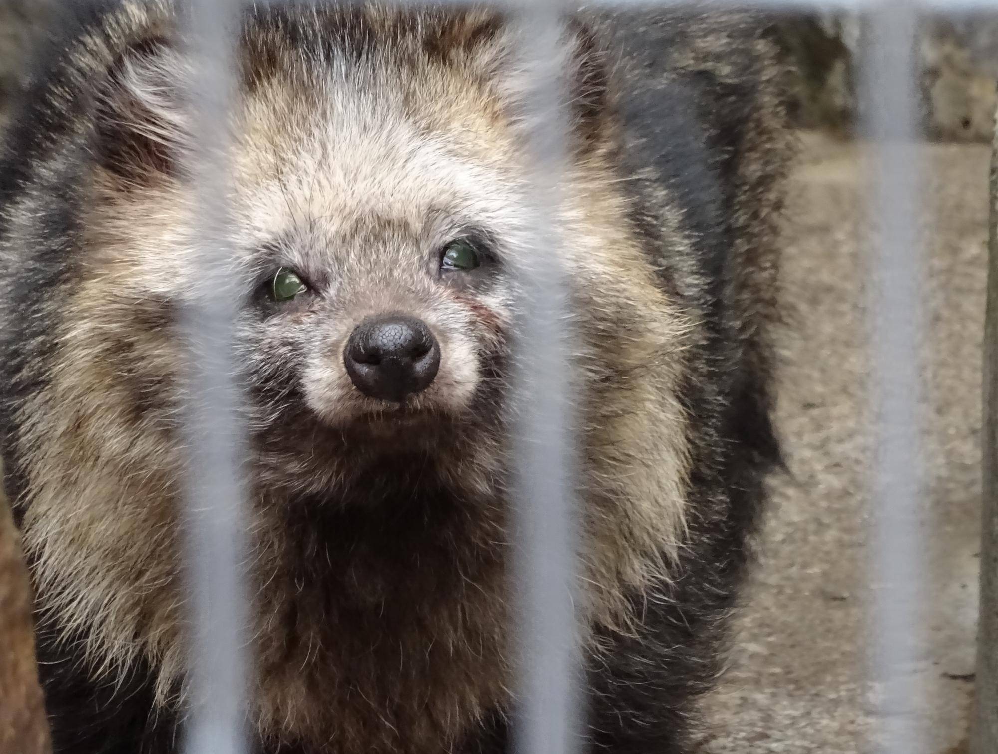 お帰りなさい、カナの写真