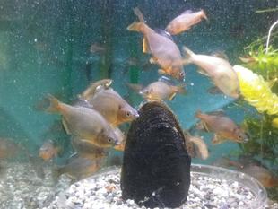 水槽にいいいじゅー！！