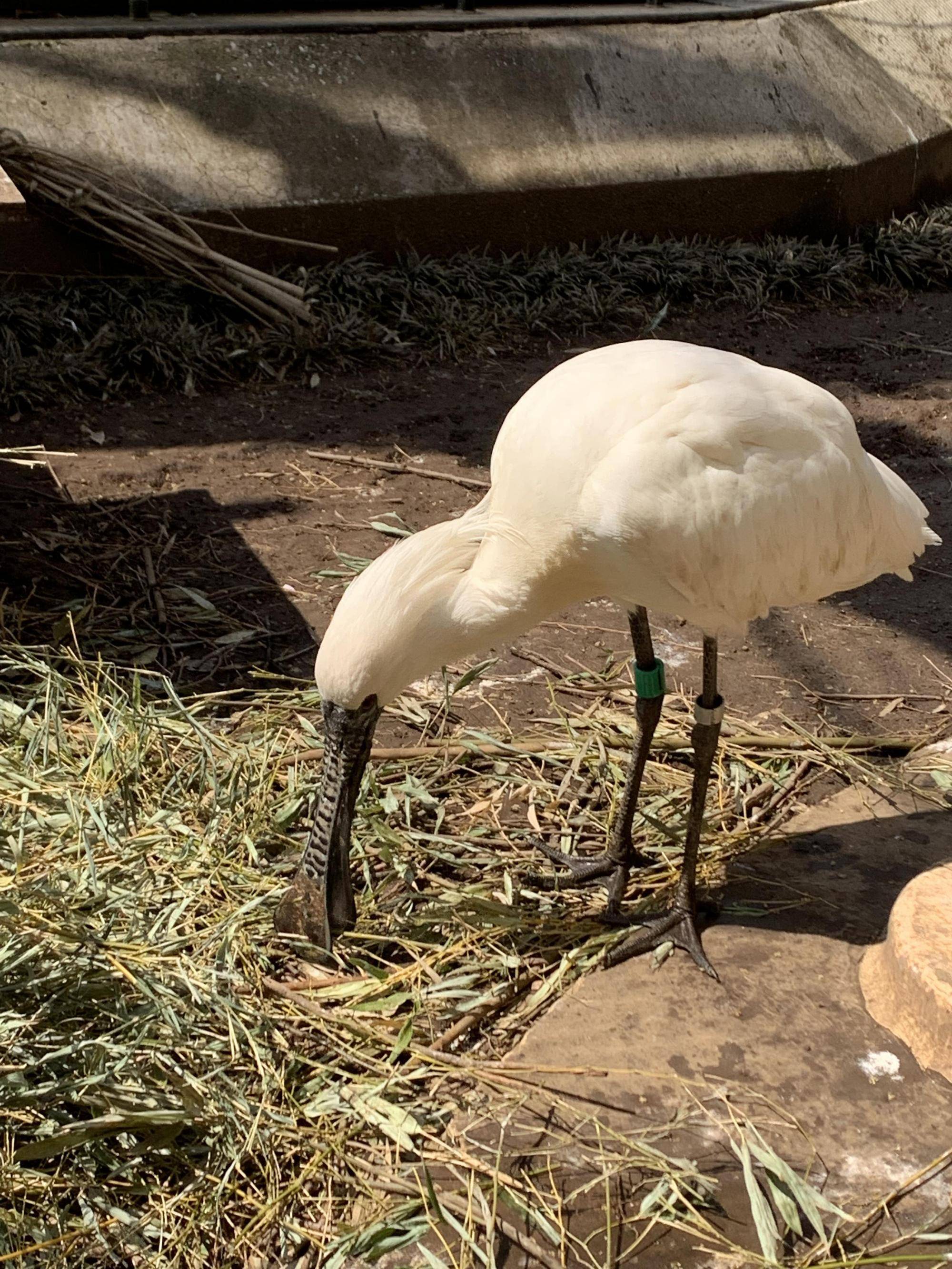 バードケージの繁殖期① ~クロツラヘラサギ~の写真