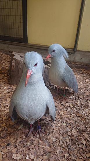 はじめましてカグー